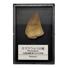 쓰쿠시 과학 모사사우루스 이빨 약 25mm 화석 표본 케이스 고정용 점토 부착 공룡 파충류 진짜 백악기 모로코산 mosa-25, 1개