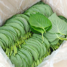 산지직송 향긋하고 신선한 깻잎 깻잎전문, 2개, 500g