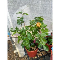婚禮印象玫瑰 四季開花多花, 1個, 四吋盆