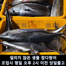 국산 횟감용 참다랑어 한번도 얼리지 않은 참치, 1개, 원물 4kg급 1미