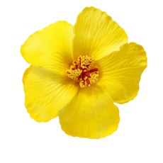 결혼식 무도회 및 음악 축제 행사를 위한 시뮬레이션 디자인을 갖춘 여성용 인공 히비스커스 플라워 헤어 클립