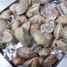 바다의 품격 남해안 명품 세척 바지락 1kg, 1개