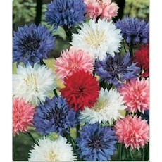 (이쁜씨앗) 수레국화 혼합 100g, 1개