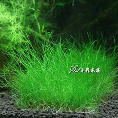 AC草影 牛毛氈片裝 (8x8cm) 前景草, 1個