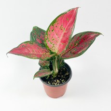 글라스가든 아글레오네마 엔젤 수경재배 수중 실내공기정화 키우기 쉬운 식물 키우기, 1개