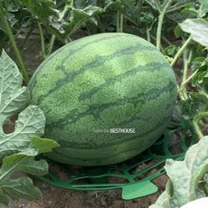 호박 무름방지 받침 20cm(5개1셋트) 호박키우기 수박받침+셀러팩토리Shop, 빠른배송
