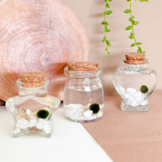 미니 유리병 마리모 키우기 DIY 키트 반려식물 체험 학습 소품 원예 체험, 별 유리병
