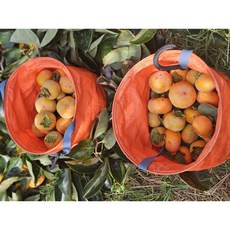 아삭하고 달콤한 국산 부유단감 5kg 10kg, 1박스, 5kg소과