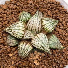 舞蹈家 X 大久保 潘朵拉錦 多肉植物 居家擺飾 療癒系植栽