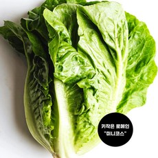 국내산 통 미니코스 약 600g 키작은 로메인