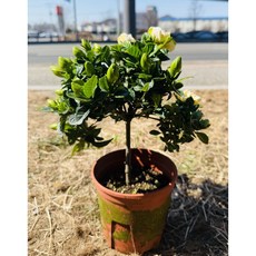 꽃치자 외목대 꽃치자나무 묘목 향기 강한 치자나무 키우기 공기정화식물 반려식물, 대품, 1개