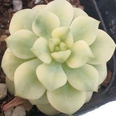 [앨리다육코라어] 작지만 강한 금기 다육식물금 탱고금 화분크기 6cm