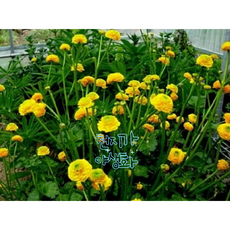 꽃심야생화 겹미나리아재비 노지월동다년초 모종 1~20포트 규격8cm포트묘, 2개