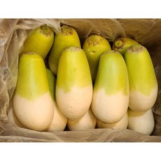 제주무 월동무 겨울무 5kg, 2개, 1kg