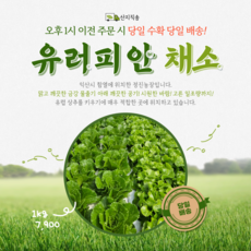 [정진농장] 유러피안 채소 6종이상 1kg 샐러드 쌈채소 유럽레터스다이어트 채소 양상추 로메인상추 프릴아이스 버터헤드 카이피라 [원산지:국산(전라북도 익산시)]당일수확당일산지직송, 600g, 1개