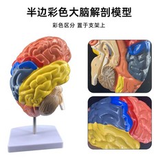 뇌 모형 인체 대뇌 피질 해부학 시상하부 NS 전두엽, G. 반색 뇌 모델