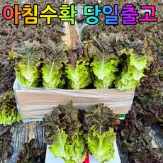 [소소한농장] 산지직송 당일수확 신선채소 적상추, 1박스, 2kg