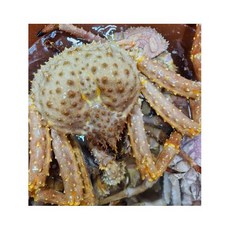 러시아 자숙 브라운 킹크랩 2.5kg 대형 파티용 수율좋은 킹크랩 선물용, 러시아 자숙 브라운 킹크랩 2.5kg 대형 파티용 수율