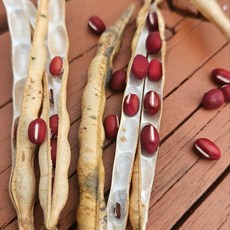 강원도 정선 팥 적두 생산자 판매 1kg 단위판매 소량부터 대용랑까지 선택가능, 1개