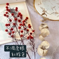 進口不凋虎眼花材, 紅棕色