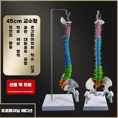 척추 모형 의료 연습 경추 요추 교구 실습용 요추, 45CM행잉컬러척추+하프레그