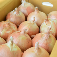 국내산 단단한 양파 햇양파, 1개, 10kg
