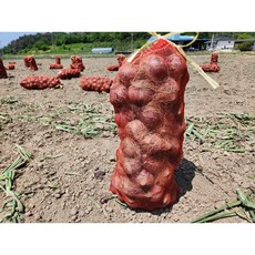 [창녕유어팜]국내산 창녕 햇양파 자색 적양파 빨간양파 산지직송(중), 1박스, 2kg(중)