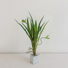 꽃난초 조화, 1개
