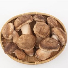국내산 친환경 무농약 문경 백송화버섯 분말 120g, 1세트