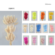 DoSiBrother 프리저브드 라그라스 강아지풀(60송이) 13종, 크림베이지