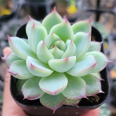 다육이 총집합 골라담기 다육식물 다육이, 10번 핑크크리스탈