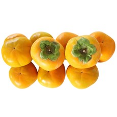 [산지직송]직접 재배하고 엄선한 정품 꿀단감, 1개, 10Kg61~70소과
