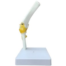 팔꿈치 관절 모형 굴곡형 뼈 인체 해부학 골격 구조 스탠드, 1세트