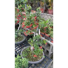 霏霏園藝 老樹盆栽 10年以上樹齡 3500元, 1個