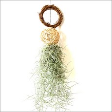 들꽃향기 공중식물 에어플랜트 틸란드시아 인테리어 공기정화 화분식물, 등나무볼 원리스수염, 1개