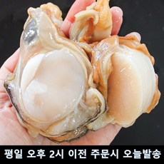 국산 키조개 손질키조개 횟감가능 날감지포함, 1개, 1kg내외 (10-20미 내외) x 2