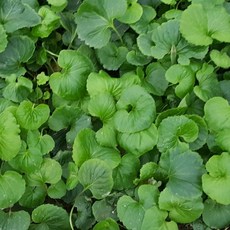 잔대모종 50개 (트레이 50구) 사삼모종 딱주모종