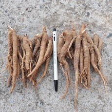 2년차 더덕모종/종근 판매, 10개