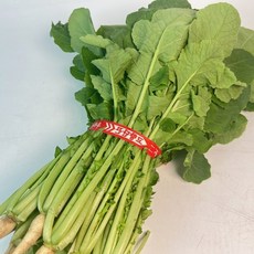 국내산 열무 얼갈이 단배추 세트, 1박스, 1.5kg