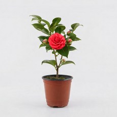 갑조네 동백나무(소품) 실내 인테리어 식물, 1개, 단일
