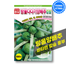 방울 양배추씨앗 500립 방울 구슬 양배추 씨앗 방울다다기 종자 씨, 1개