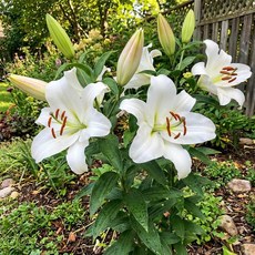 백합 구근 -잠베시 구근 네개셋트 KC025