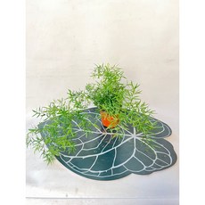 아스파라거스 큐에브 신종아스파라거스 플랜테리어 공기정화식물 스마일화훼유통, 1개, .