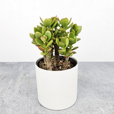 공기정화식물+간편화분 간편한 인테리어 식물화분, 1개, 26.화월+포트화분