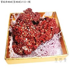 管風琴珊瑚(笙珊瑚)0122-1號-天然紅珊瑚礁簇海洋礦物晶體標本