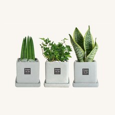 플랜트스토리 실내공기정화식물 스페셜그레이 소형 3종 화분 세트, 1세트, A형 스투키+아이비+슈퍼바