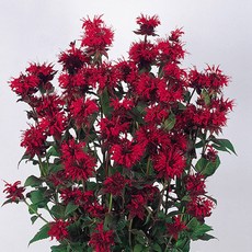 노지월동 야생화 벨가못 베르가못 모나르다 파노라마 왜성종 딥퍼플 로즈 9cm 3포트, 02 믹스 4포트, 1개