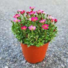 붉은 운간초 천상초 야생화 노지월동 꽃 오래피는 모종 생화 식물 화분 키우기, 1개