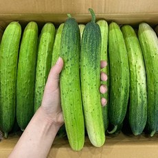 맛통령 백다다기 오이, 1개, 백오이 2kg(10개내외)