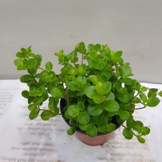 (플라워사랑) 신홀리페페 소품 2개 묶음, 단일